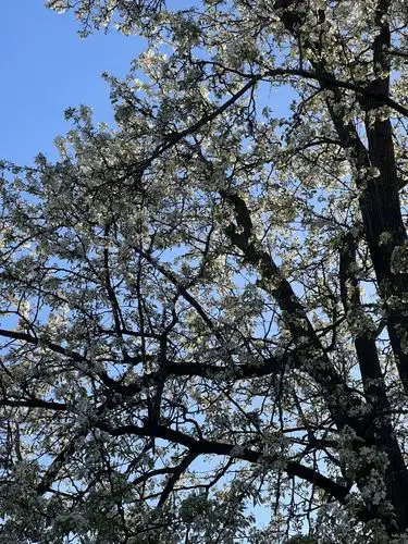 Spring's first kiss in full bloom.